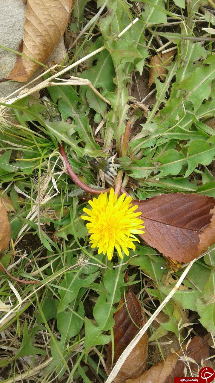 حال و هوای فصل پاییز در روستای فور + تصاویر