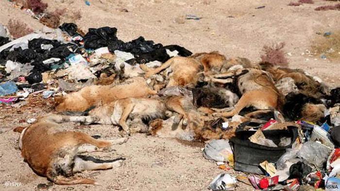 لایحه حمایت از حیوانات مراحل نهایی خود را در مجلس طی می‌کند