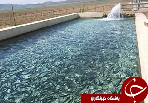 بیش از ۷۰ درصد تولیدات آبزیان لرستان صادر می‌شود