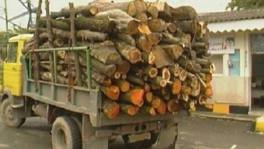 کشف یک تن چوب تاغ قاچاق