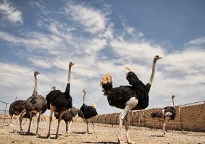 تولید بیش از سه تن گوشت شترمرغ در شهرستان درمیان