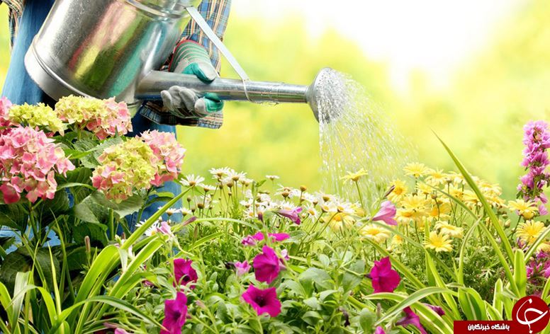 عمرا نمی&zwnj;توانید این گل&zwnj;ها را بخشکانید! + روش&zwnj;هایی حرفه&zwnj;ای برای آبیاری گیاهان