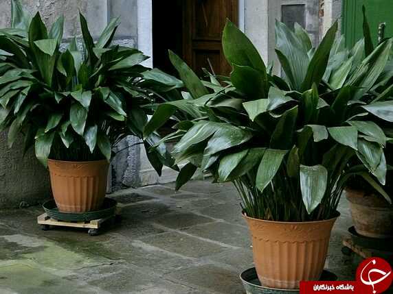 عمرا نمی&zwnj;توانید این گل&zwnj;ها را بخشکانید! + روش&zwnj;هایی حرفه&zwnj;ای برای آبیاری گیاهان