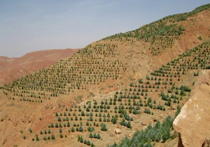 اجرای طرح جنگل‌کاری اقتصادی در وردنجان