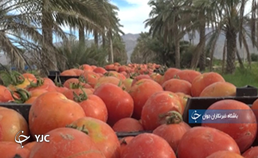 از نقش استان بوشهر در تعدیل قیمت گوجه تا جانی که قوم عرب به جان خاک ایران تقدیم کردند + فیلم