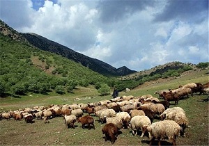 چرای دام در مراتع بوکان ممنوع است