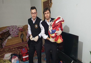 تولد نوزاد عجول در میاندوآب