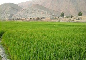 منع کاشت برنج کامفیروزی