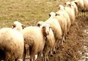 صادرات 38 هزار راس دام سبک از نهبندان به 9 استان کشور