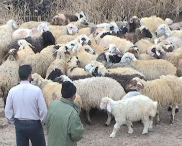 کشف ۴۲ راس احشام و دستگیری دو سارق در سیرجان