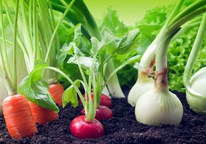 اراضی شوش زیر کشت سبزی و صیفی رفت/افزایش 50 درصدی کشت هویج