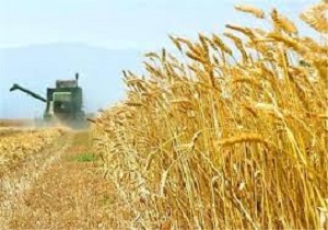 اختصاص 32 هزار هکتار از اراضی اردبیل به کشت گندم