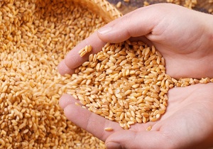 بیش از ۱۶ میلیارد تومان زکات در لرستان جمع‌آوری شده است