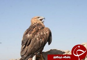 نجات یک بهله عقاب طلایی در بروجرد