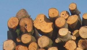 کشف چوب جنگلی قاچاق در رشت
