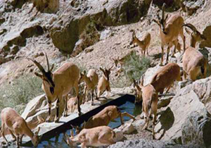 دستگیری شکارچیان غیر مجاز در شیروان