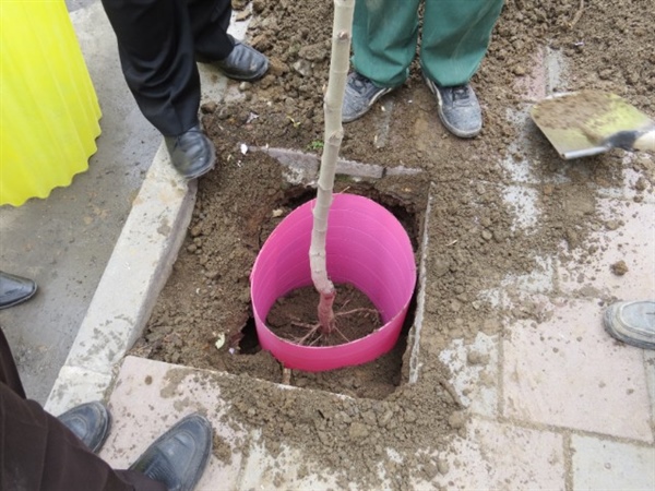 ثبت نام برای کاشت درخت در منازل شهروندان از ۱۰ دی ماه آغاز می&zwnj;شود