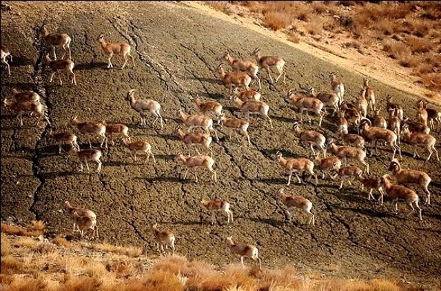 استفاده از پهباد و هواپیما برای سرشماری حیات وحش/ گزارش جمعیت شناسی گونه‌ها مبنای صدور مجوز شکار می‌شود