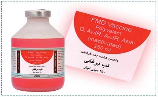 بیماری تب برفکی در دام ها و تاثیر مستقیم آن بر افزایش قیمت گوشت و لبنیات