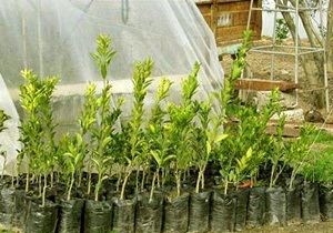 ۲۴ نهالستان دارای مجوز در سطح استان فعالیت دارد