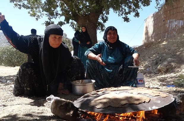 برداشت بلوط در کهگیلویه وبویراحمد با تنورهای گرم نان کلگی