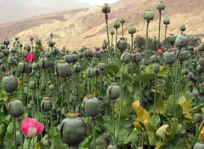کاهش 20 درصدی مساحت کشت مواد مخدر در افغانستان