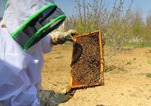 فعالیت ۱۸۱ زنبوردار در آبیک