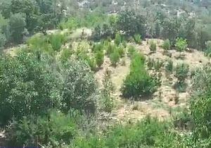 طبیعت چشم‌نواز و دیدنی در روستای ده‌گردو + فیلم