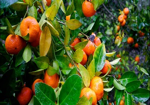 آغاز برداشت مرکبات در طبس
