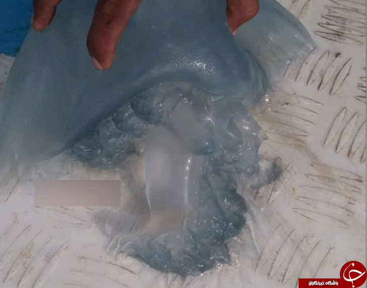 موجود مرموز و مرگباری که جان یمنی&zwnj;ها را نشانه گرفته است! +عکس