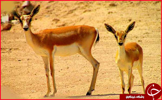 سفر زمستانی به جزیره کیش سفر زمستانی به جزیره کیش