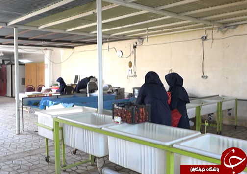 میوه خشک صنعتی رو به رشد در اقتصاد استان فارس