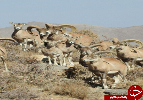 پرورش قوچ و میش کوهی و اقامتگاه گردشگری طبیعی در فارس