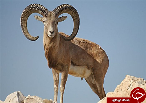 پرورش قوچ و میش کوهی و اقامتگاه گردشگری طبیعی در فارس