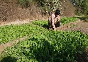 برداشت 50 هزار تن سبزی خوردنی و خورشتی از اراضی کشاورزی حمیدیه