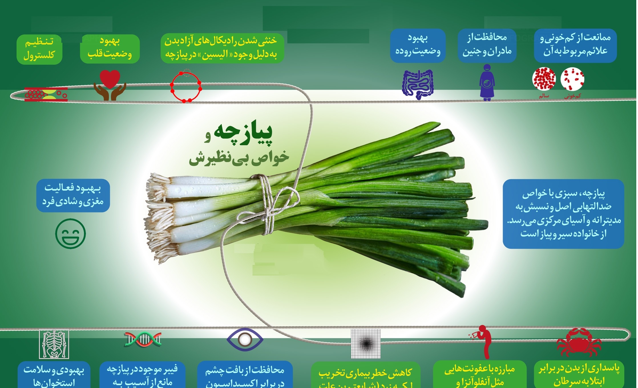 خواص درمانی پیازچه+ اینفوگرافی