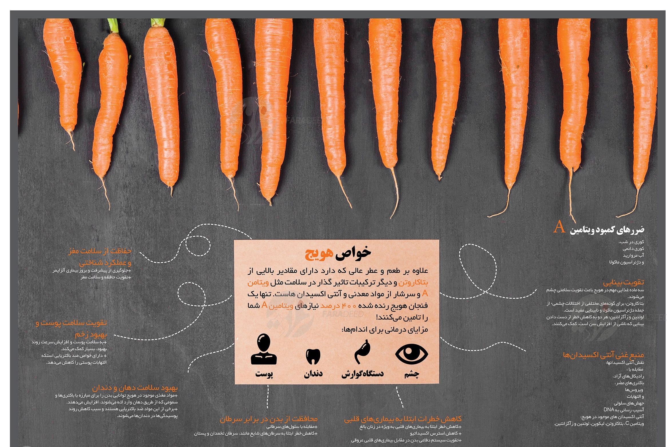 با خواص این گیاه نارنجی بیشترآشنا شوید+ اینفوگرافی