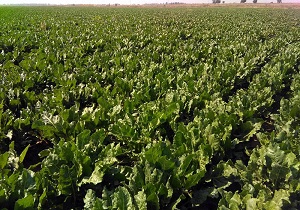 اجرای کشت نشایی چغندر قند در بهبهان