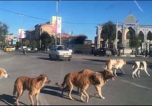 جولان دسته‌جمعی سگ‌های ولگرد در خیابان‌ + فیلم