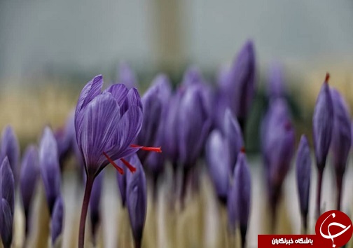 کشت نوین زعفران به همت بانوی سردرودی/ تحول در صنعت زعفران به شیوه&zwnj;های جدید