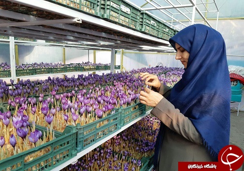 کشت نوین زعفران به همت بانوی سردرودی/ تحول در صنعت زعفران به شیوه&zwnj;های جدید