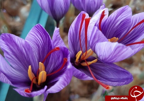 کشت نوین زعفران به همت بانوی سردرودی/ تحول در صنعت زعفران به شیوه&zwnj;های جدید