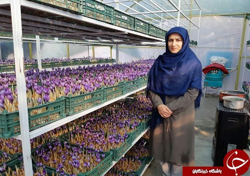 کشت نوین زعفران به همت بانوی سردرودی/ تحول در صنعت زعفران به شیوه&zwnj;های جدید