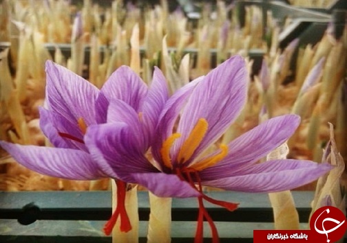 کشت نوین زعفران به همت بانوی سردرودی/ تحول در صنعت زعفران به شیوه&zwnj;های جدید