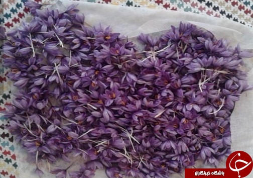 کشت نوین زعفران به همت بانوی سردرودی/ تحول در صنعت زعفران به شیوه&zwnj;های جدید