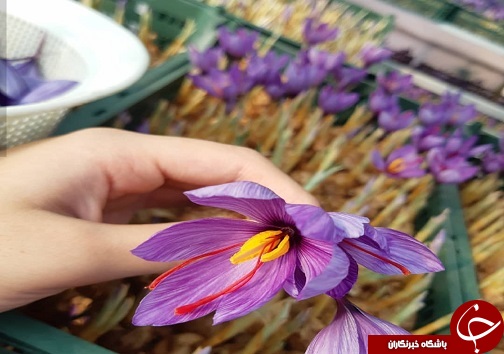 کشت نوین زعفران به همت بانوی سردرودی/ تحول در صنعت زعفران به شیوه&zwnj;های جدید
