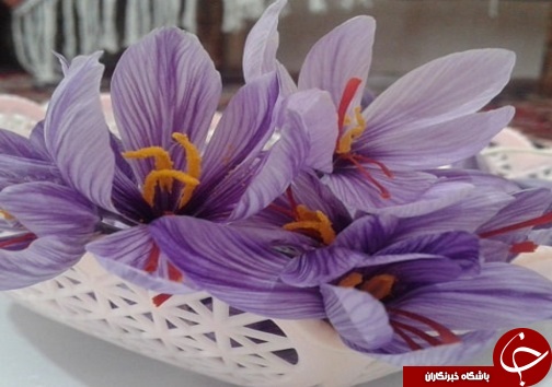 کشت نوین زعفران به همت بانوی سردرودی/ تحول در صنعت زعفران به شیوه&zwnj;های جدید