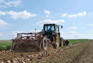 آغاز برداشت چغندر قند از ۶۶ هزار هکتار سطح زیر کشت در محلات