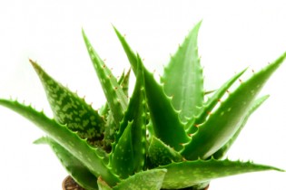 پیش بینی برداشت بیش از یک میلیون و ۵۰۰ هزار بوته گیاه آلوئه ورا در سیریک