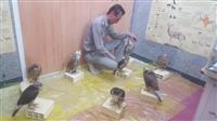 کشف ۸ بهله پرنده شکاری در معرض انقراض در عسلویه